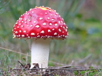 FZ020108 Fly Agaric (Amanita muscaria) mushroom.jpg